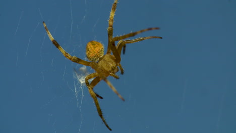 close up of a garden spider in an attack pose