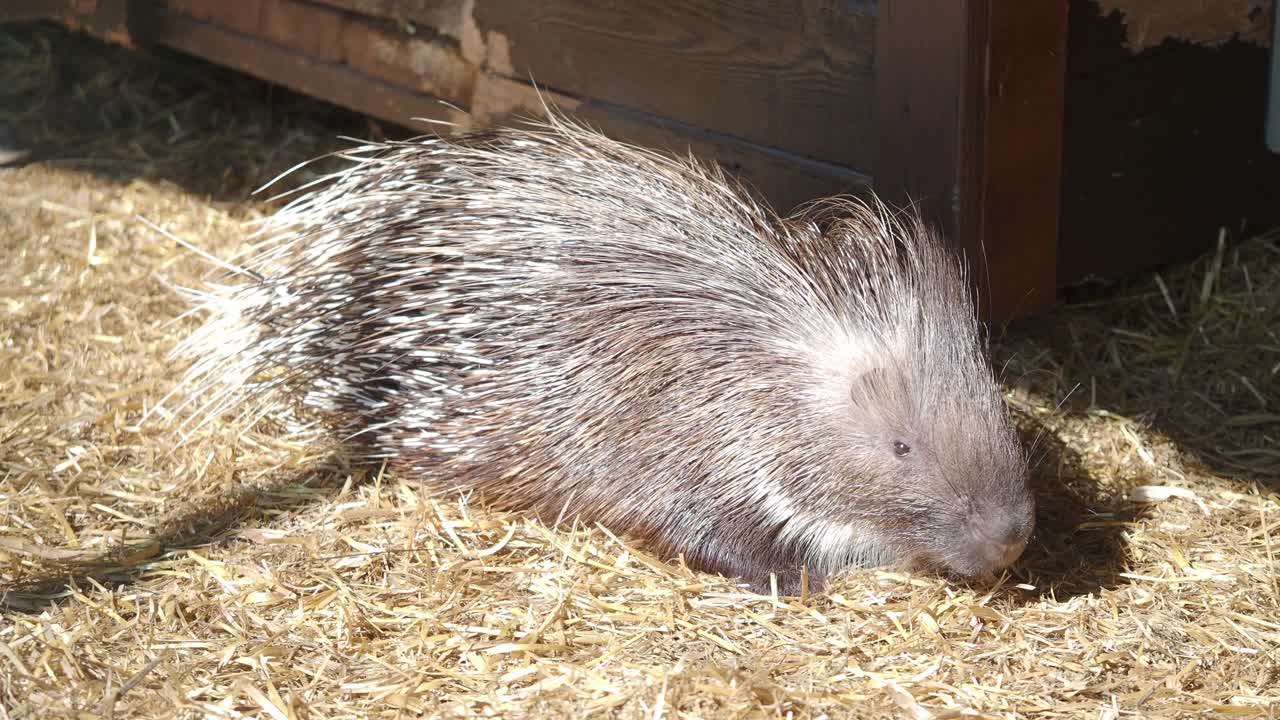 Porcupine in a Hay Bale