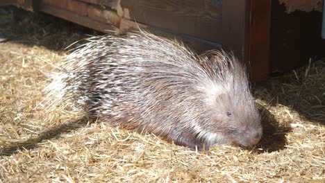 porcupine in a hay bale