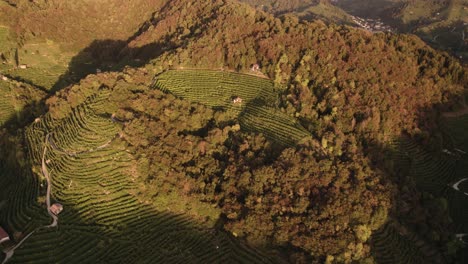 Aerial-view-over-the-famous-prosecco-hills-with-many-vineyard-rows,-in-the-italian-countryside,-at-sunset