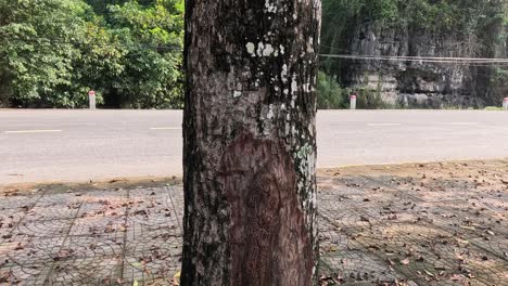 stationary view of a tree and empty road