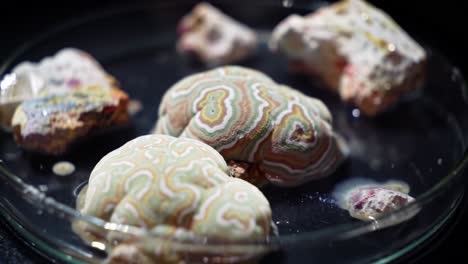 exploring the transformation of solidified ice to colorful rock structures in a petri dish: a visual journey through physical changes and textures