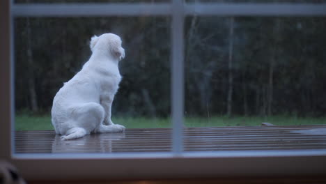 sad dog sitting outdoors longing for lost friend, looking back at camera pleading