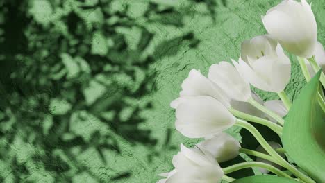 white tulip flowers on the right side casting shadows on textured green wall. floral spring composition. springtime and easter celebration concept. copy space.