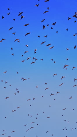 birds flying over a heavenly blue sky. group of pigeons flying under the blue sky