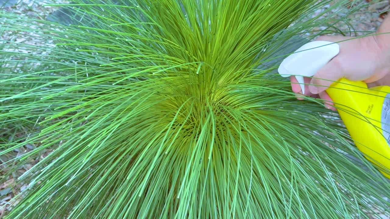Spraying a plant with a spray bottle