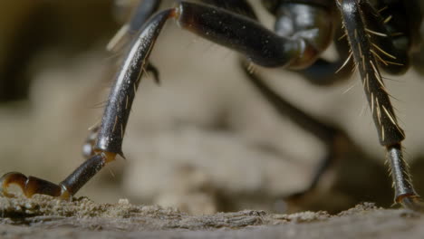 macro close-up of an insect's legs