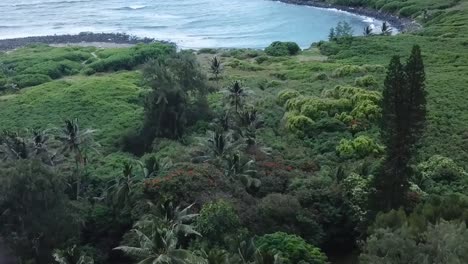 dron panorámico aéreo hasta palmeras en bahía playa montaña valle