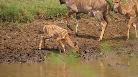 baby nyala antelope drinks at muddy pond with alert, watchful mom