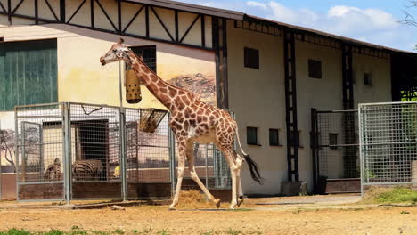 giraffe walking in sunny zoo environment. a tall giraffe strolls through its enclosure in a sunny zoo, surrounded by greenery and a building in the background