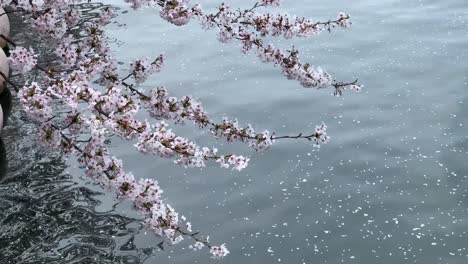 cherry blossoms over rippling water, petals floating gently, serene nature scene