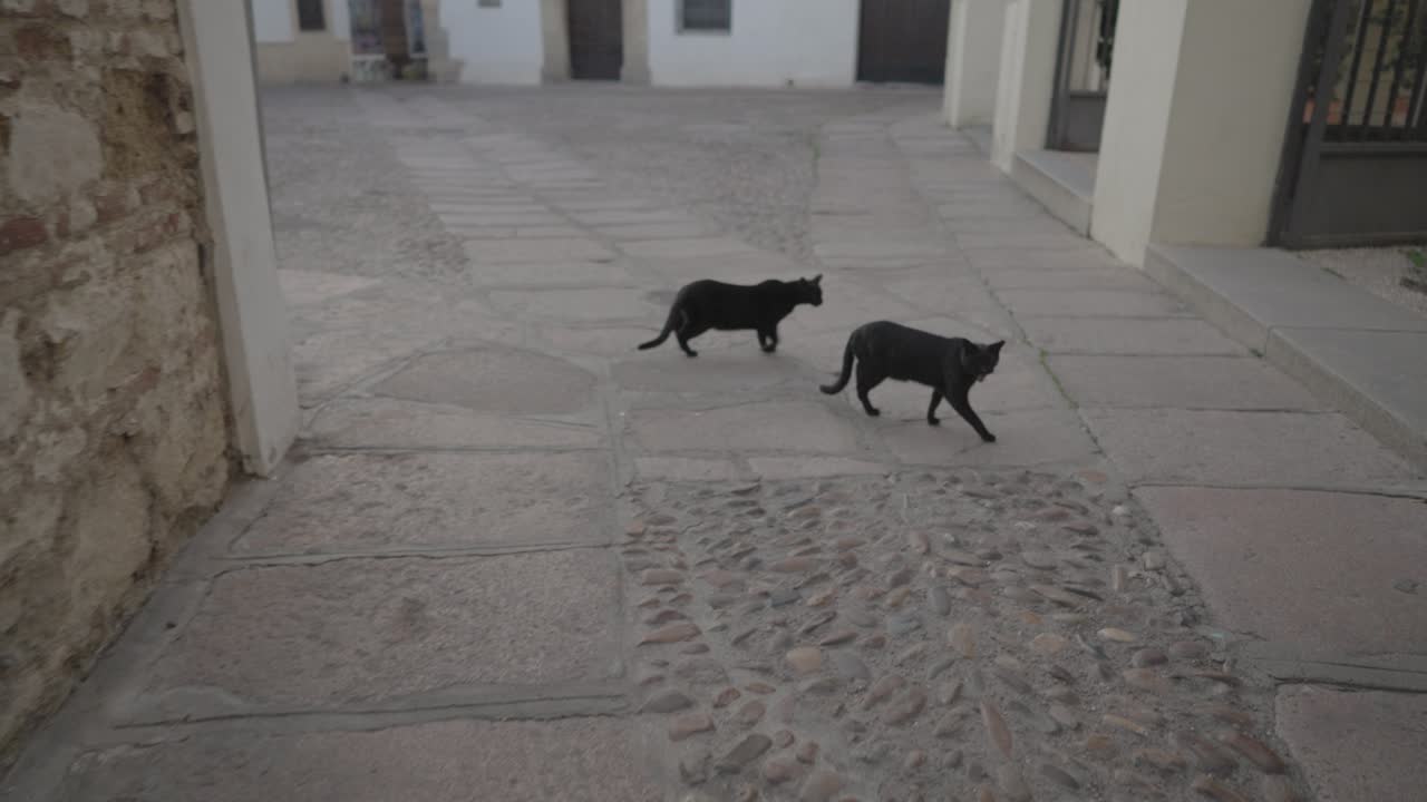 Cats in a cobblestone alley