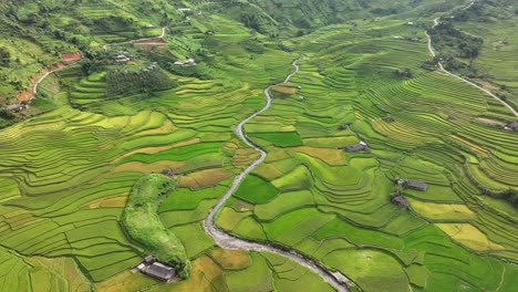 aerial view of terrace rice field in mu cang chai district, vietnam