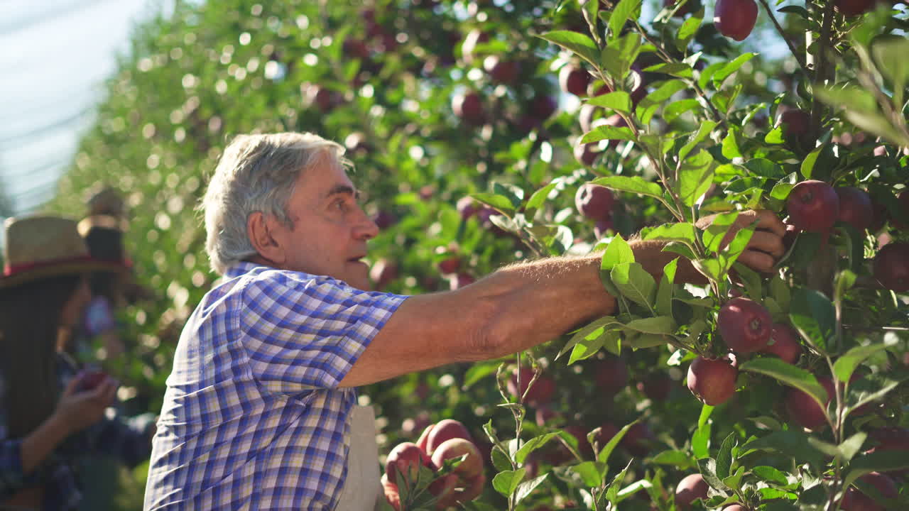 Elderly man harvesting apples in an orchard with other workers