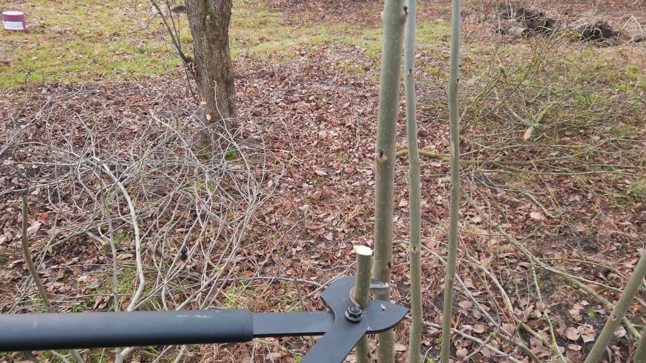 검은 금속 로퍼 가위 는 작은 조각 으로 일반 에쉬 나무 가지 를 잘라 니다.