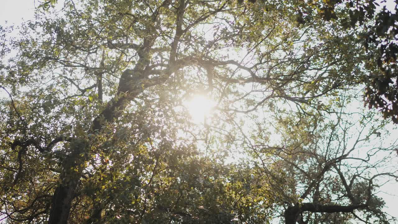 나무 를 통과 하는 빛