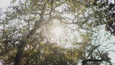 la luz del sol filtrándose a través de los árboles