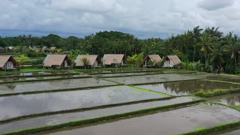 Paisaje-Aéreo-De-Campos-De-Arroz-Inundados-Después-De-La-Cosecha-Con-Vistas-A-Las-Cabañas-De-Paja-Locales-En-Ubud-Bali