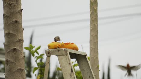 birds eating ripe papaya fruit on top of a ladder