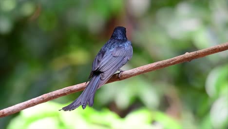 un pájaro negro con plumas iridiscentes que refleja hermosos colores de una fuente de luz y se encuentra en el sudeste asiático