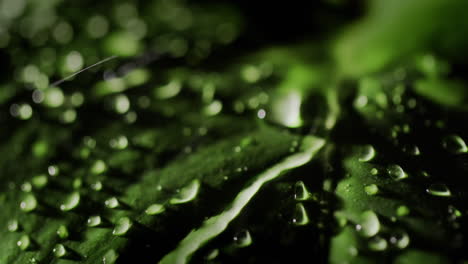 Water-flows-down-the-green-leaf-of-the-plant