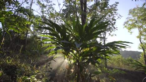 los agricultores que cultivan cardamomo en el pueblo, el resplandor del sol matutino con la planta de cardamomo niebla de primavera, cardamomo también conocido como cardamomo - una especia hecha de las semillas de varias plantas