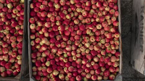 arial zoom into apple harvest crate full of apples - 30 fps