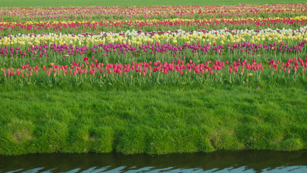 네덜란드 에 있는 무한 한  ⁇ 립 들 은 다양한 색 ⁇  의  ⁇ 립 들 이 줄지어 있는 곳 으로, 인기 있는 관광 명소 로 자리 잡고 있다