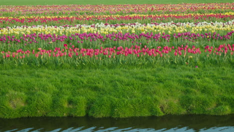 campos interminables de tulipanes en los países bajos, con filas de tulipanes en un espectro de colores, que son una atracción turística popular