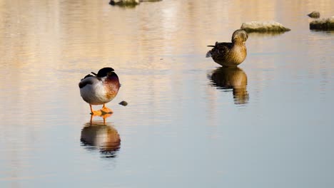 a couple of mallard ducks with mirror reflection on transparent lake water