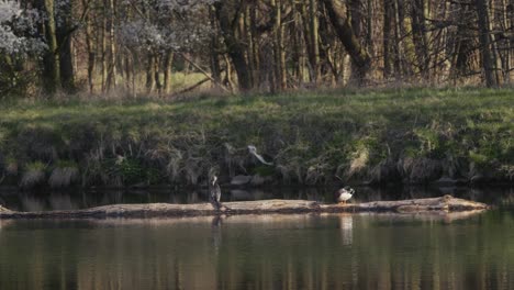 heron and a duck sharing space on a log in the middle of a calm lake surrounded by lush greenery