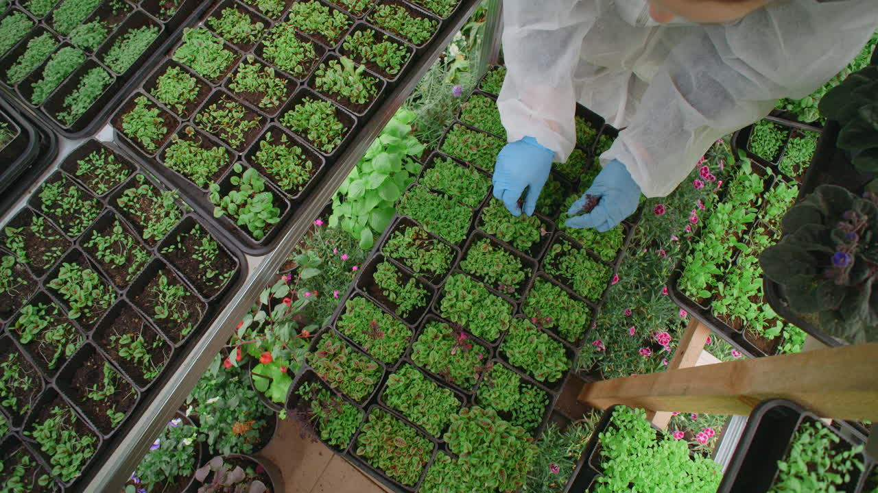 Plant Nursery Worker Handling Seedlings in Greenhouse