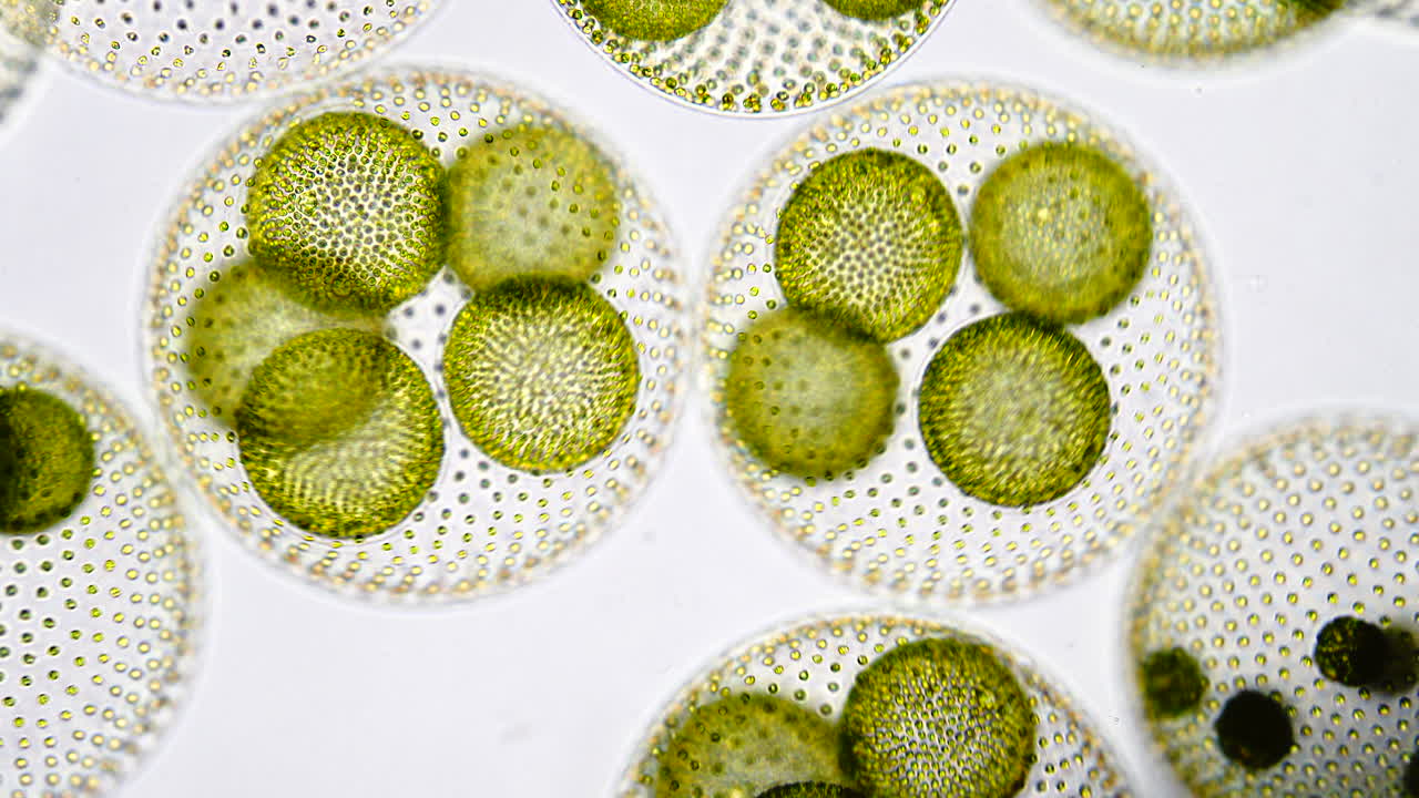 Close-up microscopic view of Volvox algae colonies