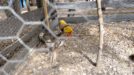 Un-Gallo-Colorido-Y-Una-Gallina-En-El-Gallinero