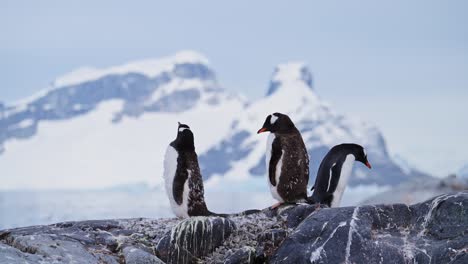 penguins and antarctica mountains landscape, gentoo penguin colony and beautiful dramatic amazing scenery in antarctic peninsula on rocky rocks due to climate change and global warming