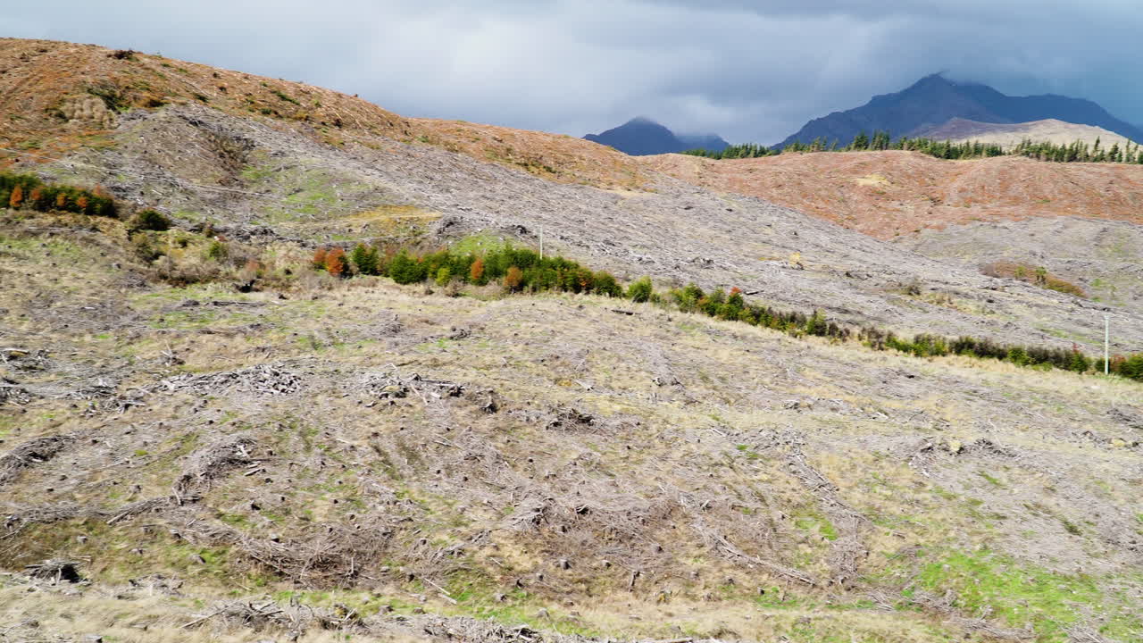 뉴질랜드 산 삼림 벌채 장면