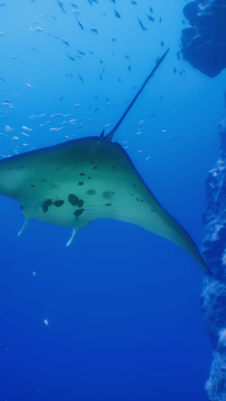 Manta ray gliding gracefully near coral reef in tropical waters