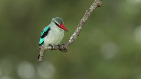 Tiro-De-Cuerpo-Completo-De-Un-Martín-Pescador-Del-Bosque-Balanceándose-En-Una-Rama-En-Un-Día-Ventoso-Con-Fondo-Verde-Borroso,-Parque-Nacional-Kruger