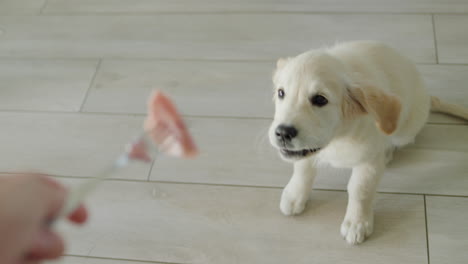 hungry golden retriever puppy watching for a treat on a fork held by its owner