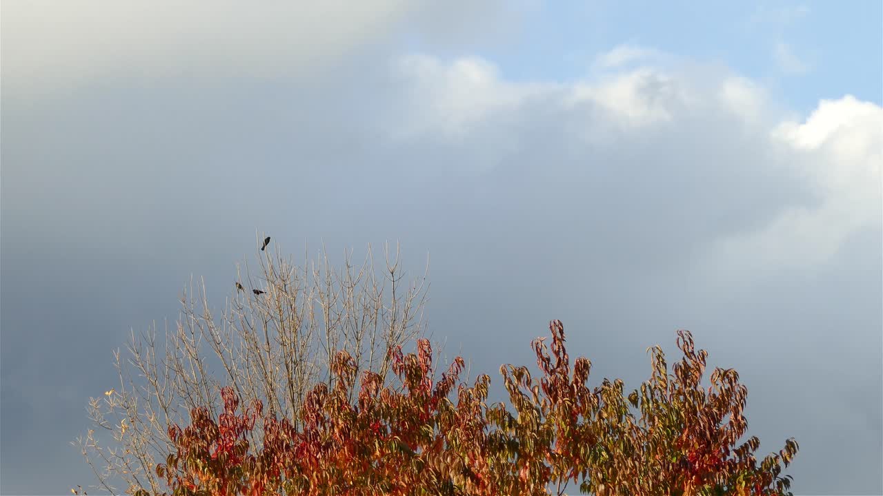 가을 색과 구름의 움직임을 배경으로 나무 꼭대기에 자리 잡은 새들