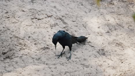 Isolated-View-Of-A-Large-billed-Crow-In-Tropical-Forest-Ground