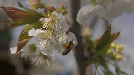 Biene-Ist-In-Weißer-Kirschblüte-Und-Fliegt-Herum-Und-Sucht-Nach-Nektar---Leichte-Zeitlupe