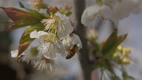 La-Abeja-Está-En-Flor-De-Cerezo-Blanca-Y-Está-Volando-En-Busca-De-Néctar---Ligera-Cámara-Lenta