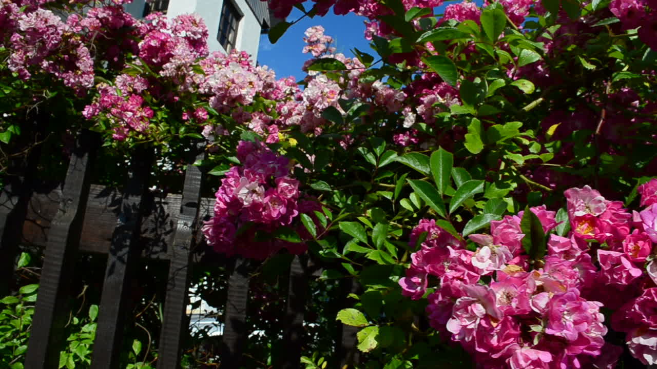Beautiful design of a fence. Bush of flowers over a fence