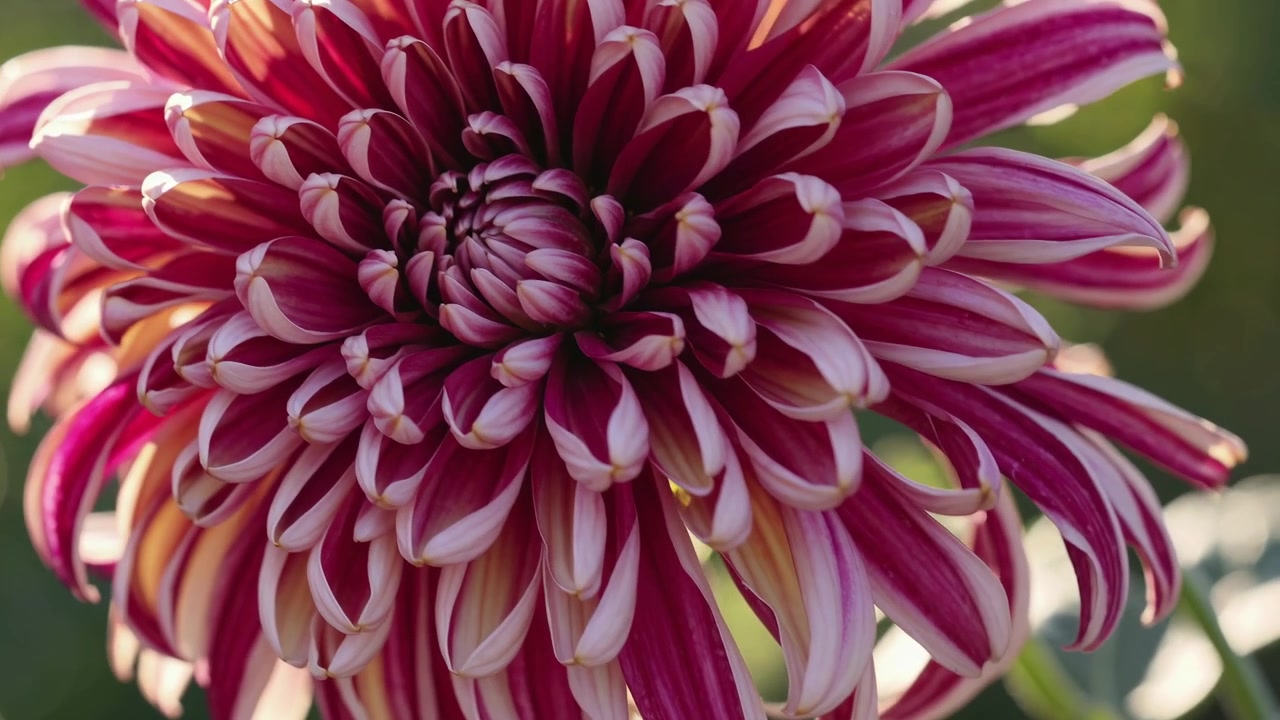 Primo piano di un fiore di dalia vivace rosa intenso e bianco