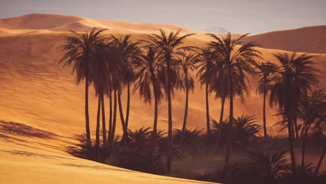 palm trees in a desert oasis at sunset