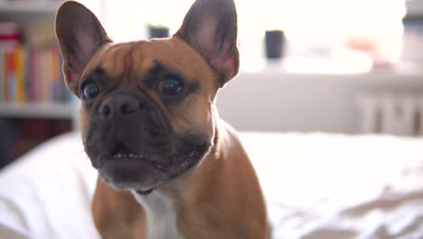 portrait shot of barking french bull dog sitting on bed during sunny day,close up