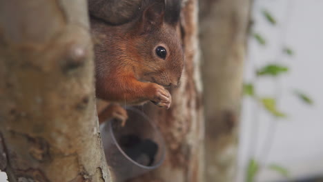 ardilla roja disfrutando de un refrigerio mientras se sienta en una rama de árbol