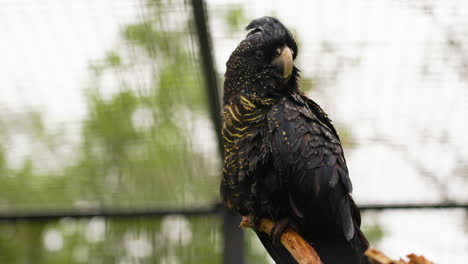 Slow-motion-shot-of-a-Red-tailed-black-cockatoo-perched-on-a-platform-within-an-enclosure