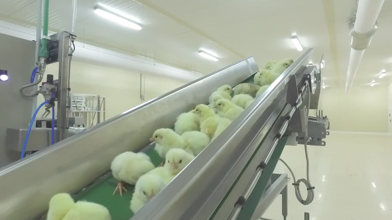 a chick production line in a hatchery factory intended for large henhouses